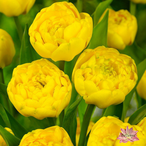 Тюльпан Yellow Pomponnet, фото 1
