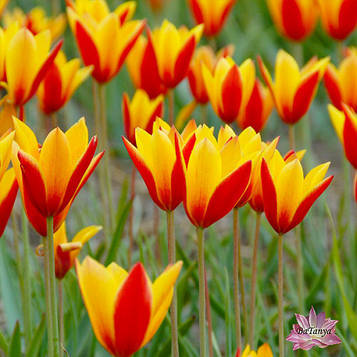 Тюльпана ботанічний Clusiana var Chrysantha