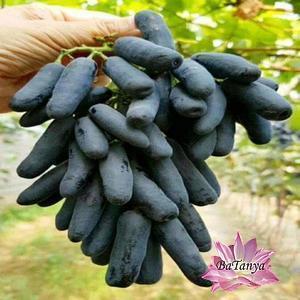 Виноград кишміш Аватар (середній), фото 1