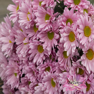 Хризантема ромашка рожева (зкс)