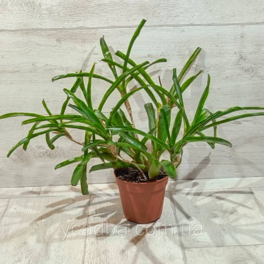 Бромелия, фото 1