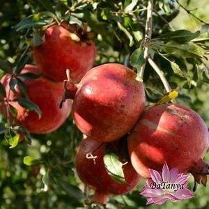 Гранат Шаролі 2 роки (горщик), фото 1