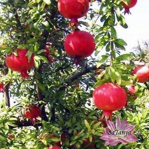 Гранат Кізил-анор 1 рік (горщик), фото 1