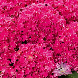Гортензія великолиста Керлі Спаркле Хот Пінк (Curly Sparkle Hot Pink 12) контейнер 0,5 л
