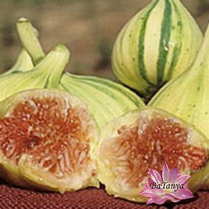 Інжир смугастий Панч (Panache) (горщик 0,5л), фото 1