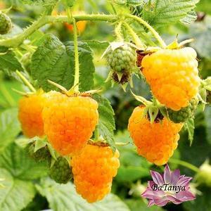 Малина Зюгана жовта ( ремонтантна ), фото 1