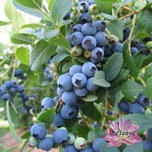 Лохина Сієрра, середньо-рання 3 рок, фото 1