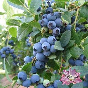 Лохина Сієрра ( середньо-рання ) 1 рік ЗКС