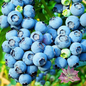 Лохина Голдтраубе ( середня ) 1 рік ЗКС