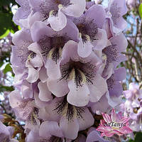 Павлония (Адамово дерево) Paulownia tomentosa