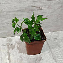 Радермахера Китайська