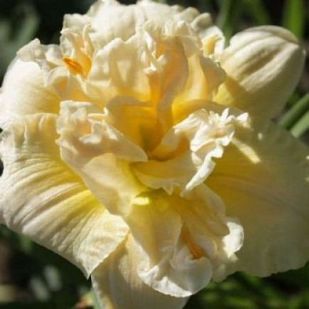 Корневще лілейник Schnickel Fritz, фото 1