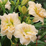 Корневще лілейник Schnickel Fritz, фото 2