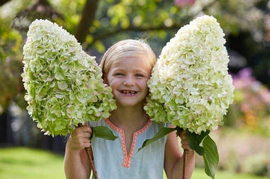 Гортензія морозостійка Hercules 2 річна, Гортензія волотиста Геркулес, Hydrangea paniculata Hercules