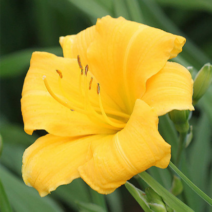 Корнівще лілейник Yellow Lollipop, фото 1