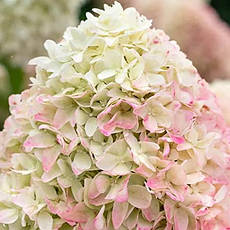 Гортензія метельчаста Little Spooky 2 річна, Гортензія волотиста Літл Спуки, Hydrangea paniculata, фото 5