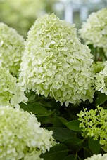 Гортензія метельчаста Little Spooky 2 річна, Гортензія волотиста Літл Спуки, Hydrangea paniculata, фото 6