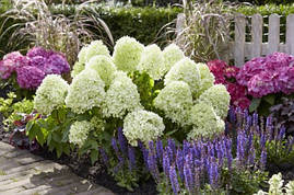 Гортензія метельчаста Little Spooky 2 річна, Гортензія волотиста Літл Спуки, Hydrangea paniculata, фото 4