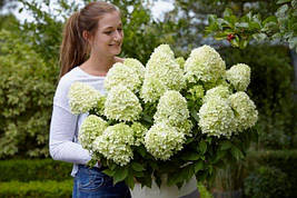 Гортензія метельчаста Little Spooky 2 річна, Гортензія волотиста Літл Спуки, Hydrangea paniculata, фото 3