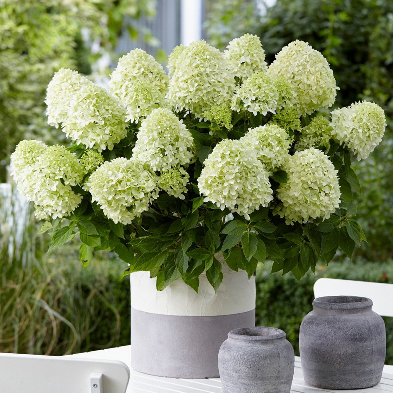 Гортензія метельчаста Little Spooky 2 річна, Гортензія волотиста Літл Спуки, Hydrangea paniculata