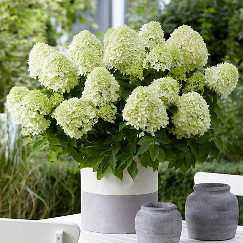 Гортензія метельчаста Little Spooky 2 річна, Гортензія волотиста Літл Спуки, Hydrangea paniculata, фото 1