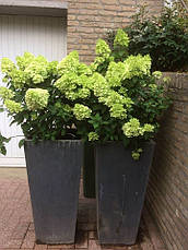 Гортензія метельчаста Mojito 3 річна, Гортензия метельчатая Мохито, Hydrangea paniculata Mojito, фото 6