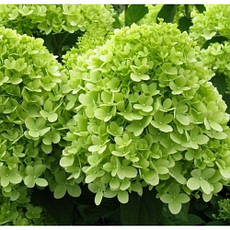 Гортензія метельчаста Mojito 3 річна, Гортензия метельчатая Мохито, Hydrangea paniculata Mojito, фото 4