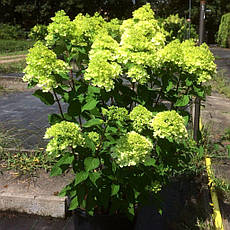 Гортензія метельчаста Mojito 3 річна, Гортензия метельчатая Мохито, Hydrangea paniculata Mojito, фото 5