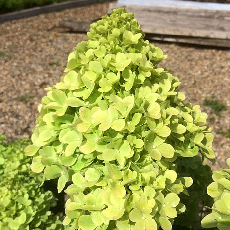 Гортензія метельчаста Mojito 3 річна, Гортензия метельчатая Мохито, Hydrangea paniculata Mojito, фото 1