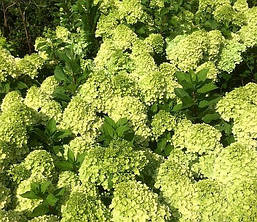 Гортензія метельчаста Mojito 2 річна, Гортензія волотиста Мохіто, Hydrangea paniculata Mojito, фото 5