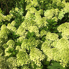 Гортензія метельчаста Mojito 3 річна, Гортензия метельчатая Мохито, Hydrangea paniculata Mojito, фото 3