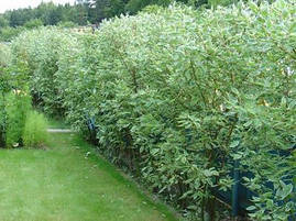 Дерен білий Argenteomarginata 3 річний, Дерен белый Аргентеомаргината, Cornus alba Argenteomarginata, фото 4