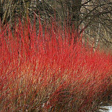 Дерен білий Argenteomarginata 3 річний, Дерен белый Аргентеомаргината, Cornus alba Argenteomarginata, фото 5