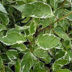 Дерен білий Argenteomarginata 3 річний, Дерен белый Аргентеомаргината, Cornus alba Argenteomarginata, фото 6