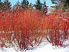 Дерен білий Argenteomarginata 2 річний, Дерен білий Аргентеомаргината, Cornus alba Argenteomarginata, фото 8
