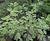 Дерен білий Argenteomarginata 2 річний, Дерен білий Аргентеомаргината, Cornus alba Argenteomarginata, фото 7