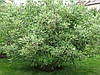 Дерен білий Argenteomarginata 2 річний, Дерен білий Аргентеомаргината, Cornus alba Argenteomarginata, фото 9