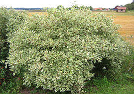 Дерен білий Argenteomarginata 3 річний, Дерен белый Аргентеомаргината, Cornus alba Argenteomarginata, фото 3
