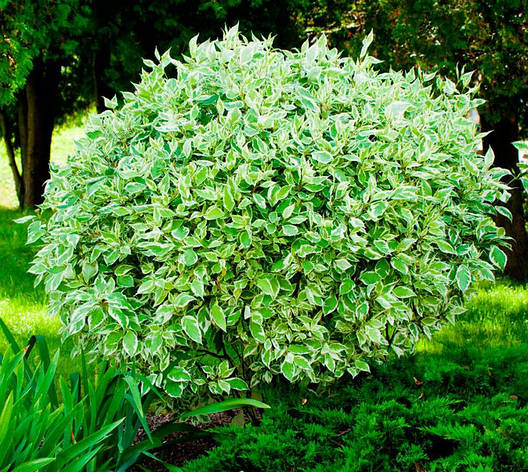 Дерен білий Argenteomarginata 3 річний, Дерен белый Аргентеомаргината, Cornus alba Argenteomarginata, фото 1