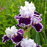 Корневще Ірис Бородатий Daring Deception, фото 2