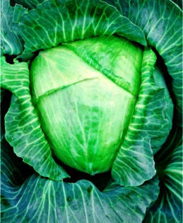 Насіння капусти білокачанної Яна, фото 1
