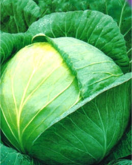 Насіння капусти білокачанної Крюмон F1, фото 1