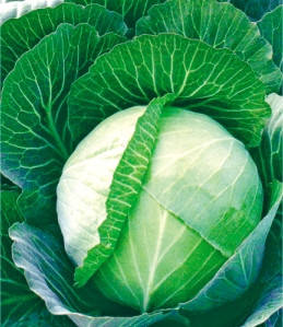 Насіння капусти білокачанної Мідор F1, фото 1