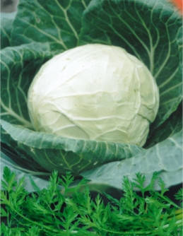 Насіння капусти білокачанної РБ - 3 F1, фото 1