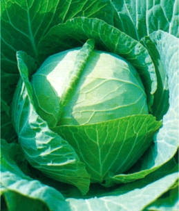Насіння капусти білокачанної Колобок F1, фото 1