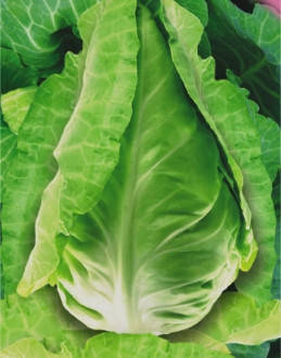 Насіння капусти білокачанної Серце буйвола, фото 1