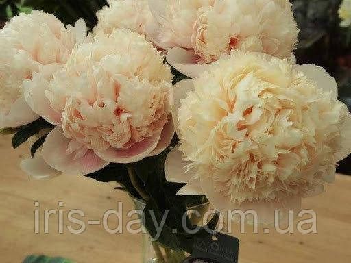 Півонія Colonel Owen Cousins (Cousins 1972) (сажінки), фото 1
