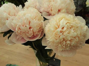 Півонія Colonel Owen Cousins (Cousins 1972) (сажінки)