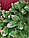 Штучні новорічні ялинки 2,5 м "Лісова казка" з інеєм, декоративна Ялинка зелена з білим кінчиком, фото 8