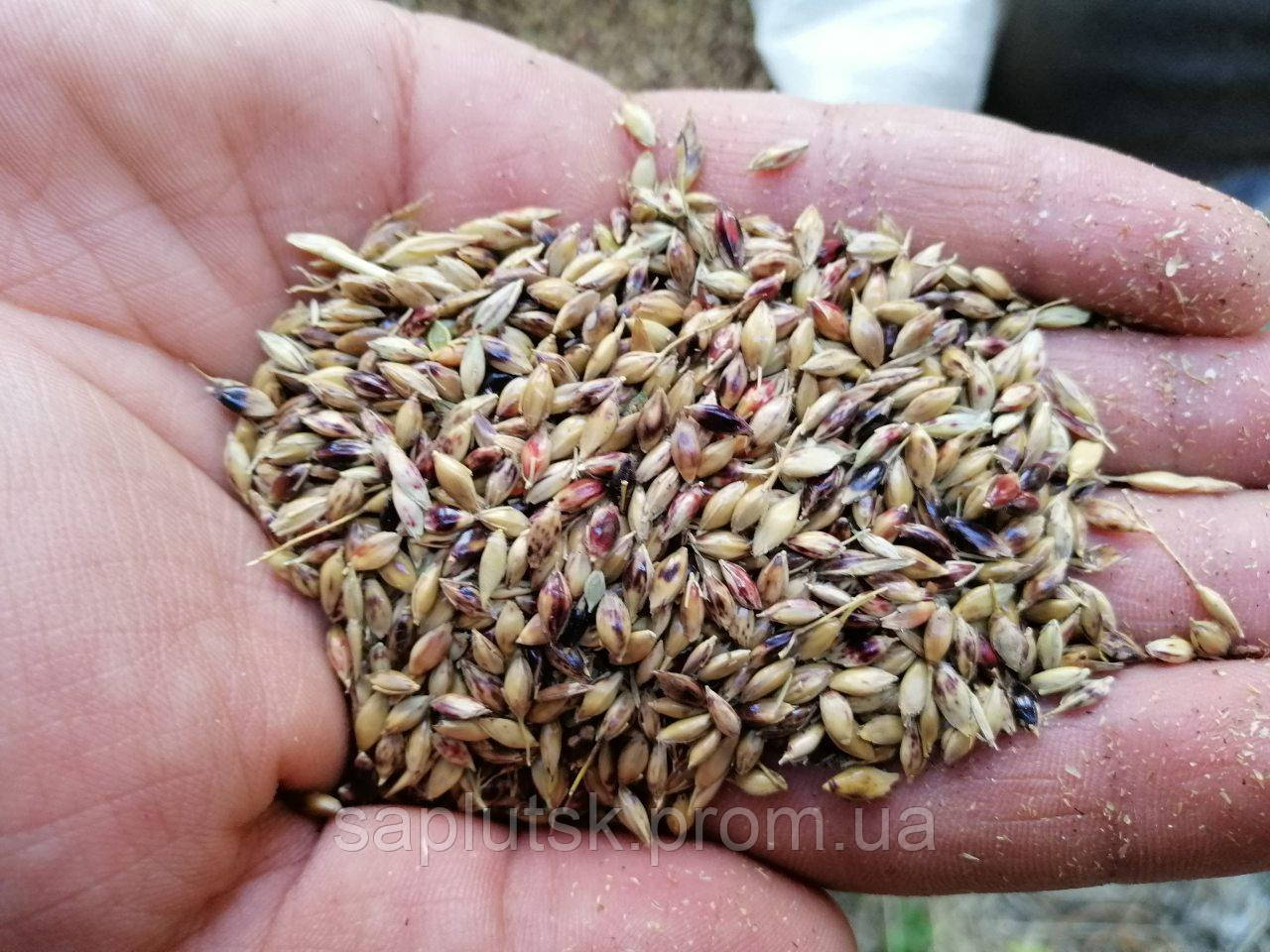 СУДАНСКАЯ ТРАВА (Sorghum sudanense), цена 32 грн — Prom.ua (ID#1530217821)